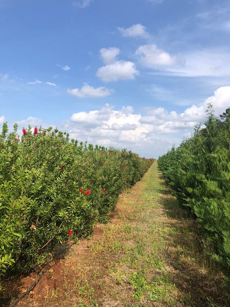 callistemon-rigidus-erect-bottlebrush-stiff-bottlebrush