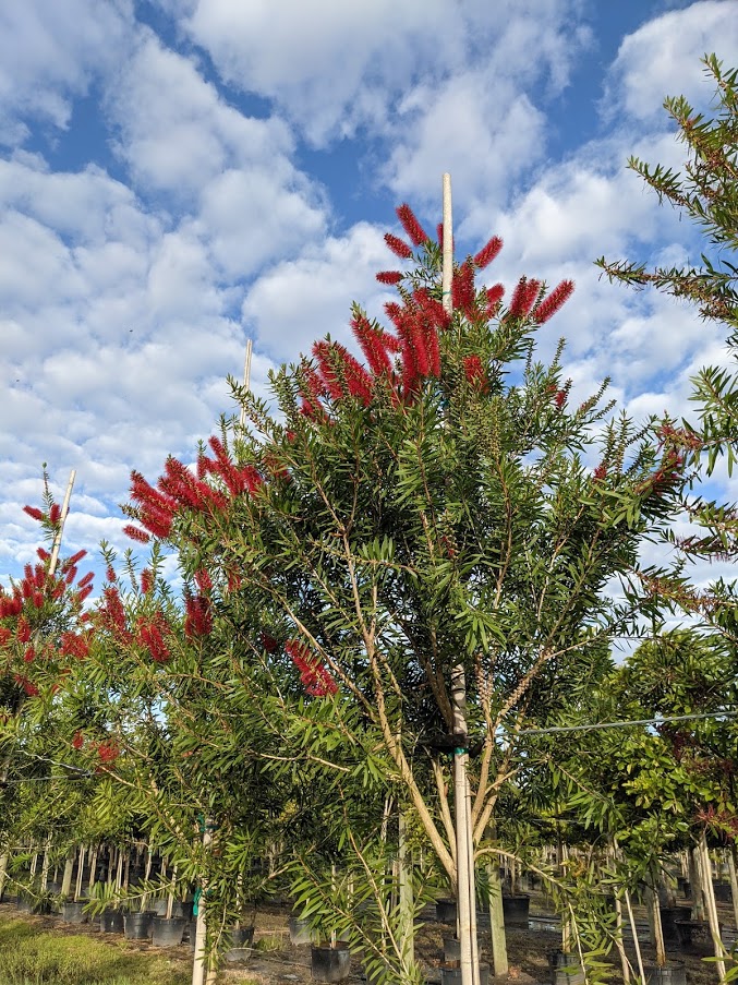 callistemon-rigidus-erect-bottlebrush-stiff-bottlebrush