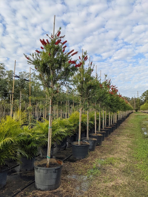 callistemon-rigidus-erect-bottlebrush-stiff-bottlebrush
