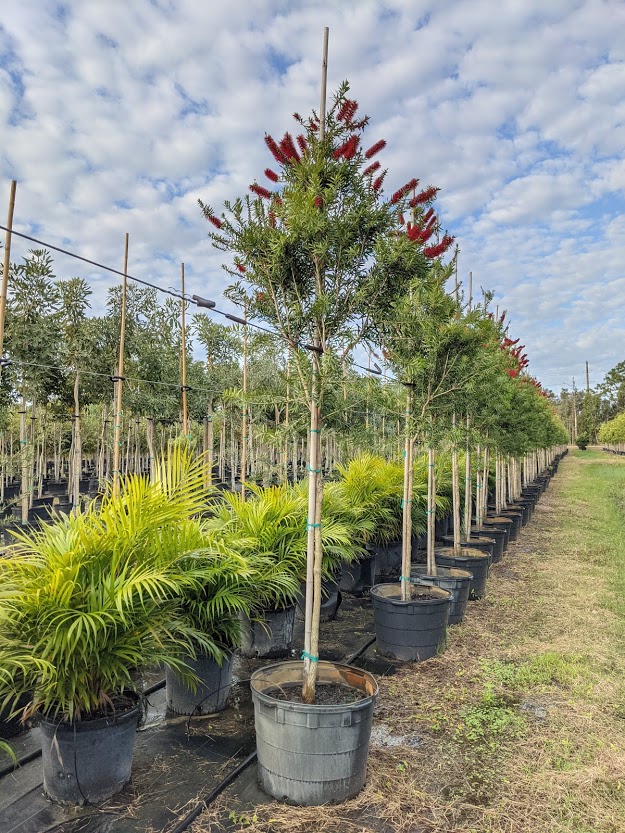 callistemon-rigidus-erect-bottlebrush-stiff-bottlebrush