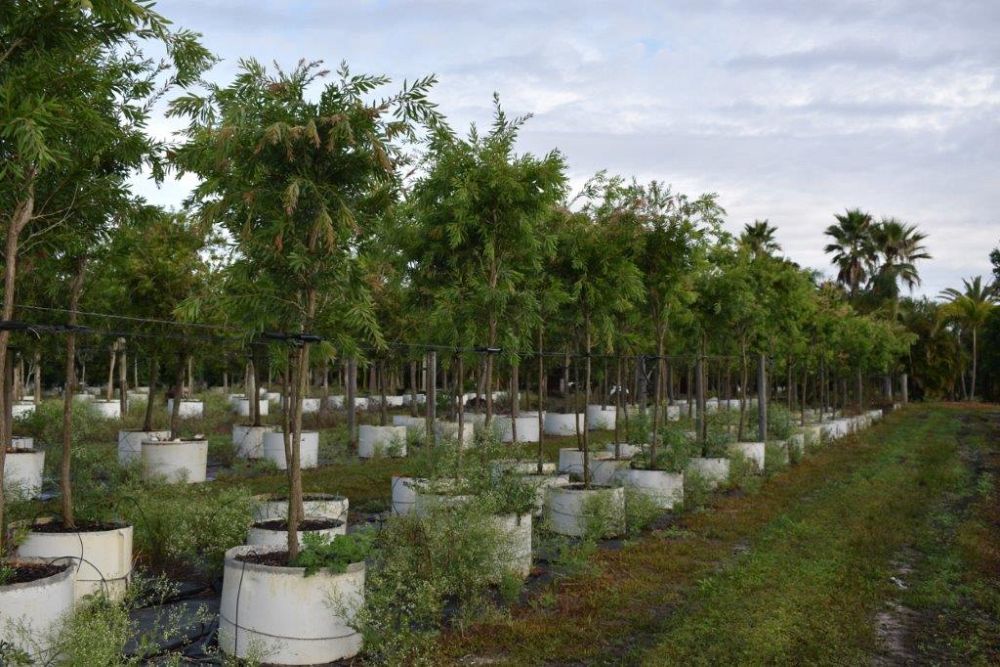callistemon-rigidus-erect-bottlebrush-stiff-bottlebrush