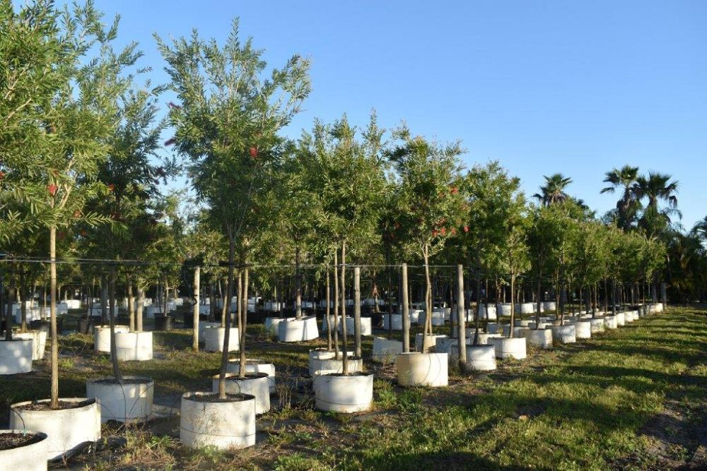 callistemon-rigidus-erect-bottlebrush-stiff-bottlebrush