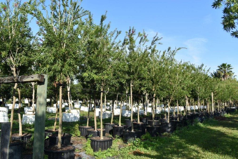 callistemon-rigidus-erect-bottlebrush-stiff-bottlebrush