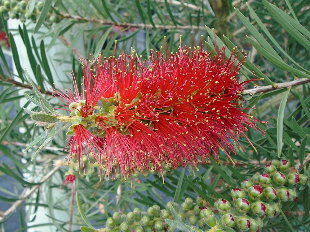 callistemon-rigidus-rutcall-red-cluster-bottlebrush-tree-scarlet-torch