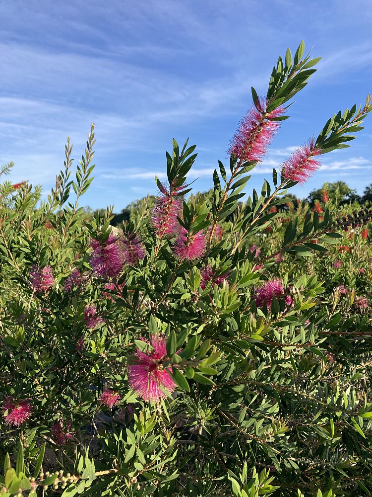 callistemon-rugulosus-violaceus-purple-bottlebrush