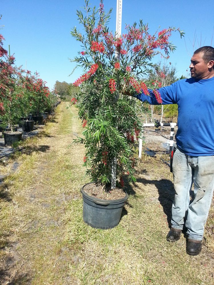 callistemon-viminalis-boyette-weeping-bottlebrush