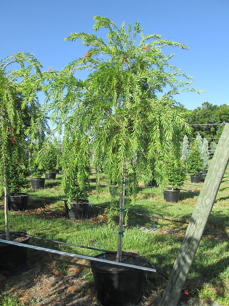 callistemon-viminalis-boyette-weeping-bottlebrush