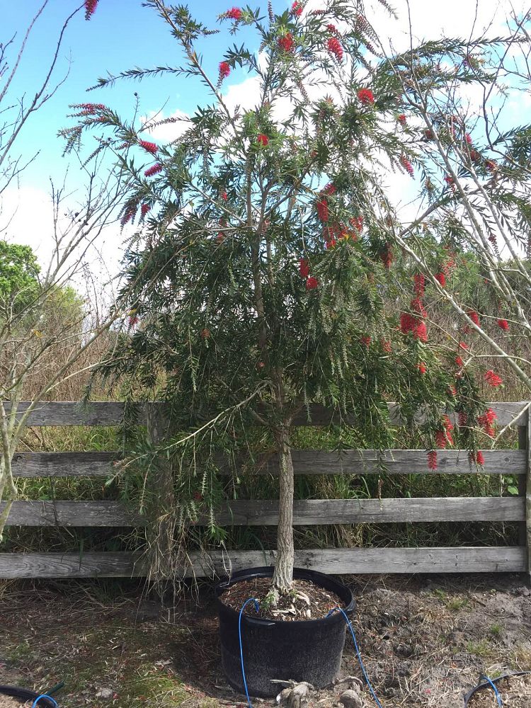 callistemon-viminalis-boyette-weeping-bottlebrush
