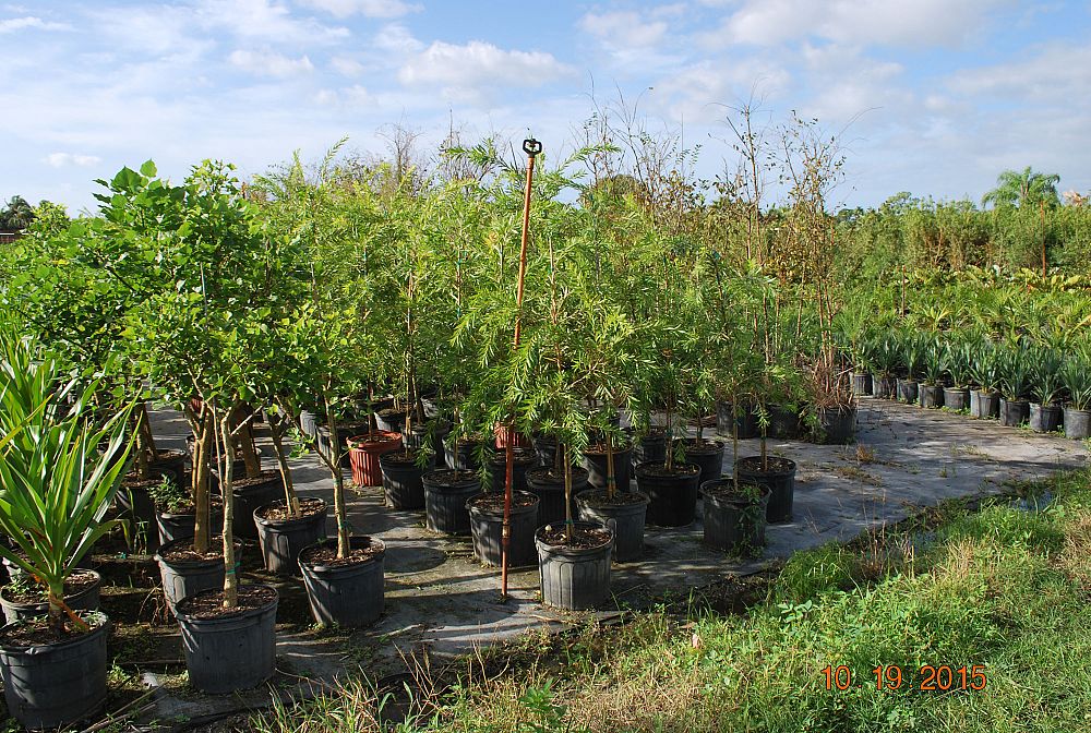 callistemon-viminalis-boyette-weeping-bottlebrush