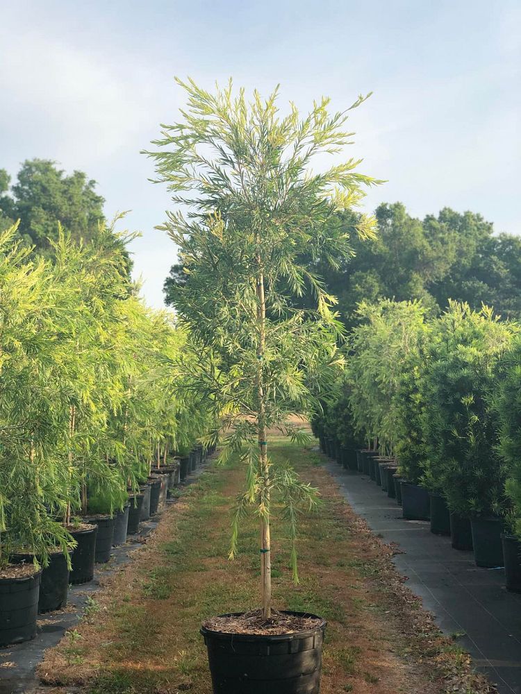 callistemon-viminalis-boyette-weeping-bottlebrush
