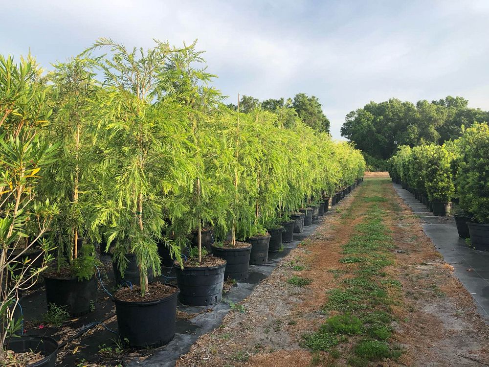 callistemon-viminalis-boyette-weeping-bottlebrush