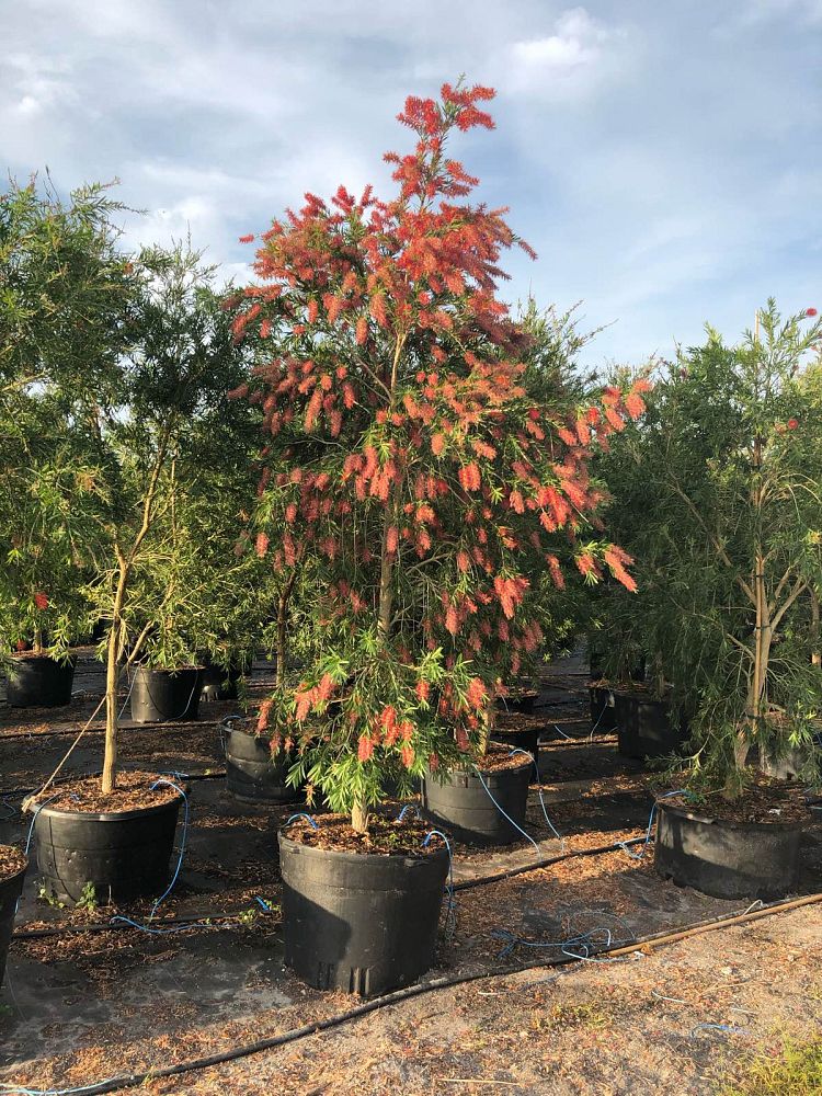 callistemon-viminalis-boyette-weeping-bottlebrush