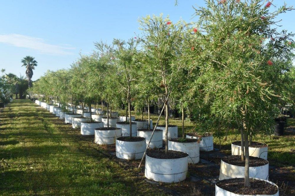 callistemon-viminalis-boyette-weeping-bottlebrush