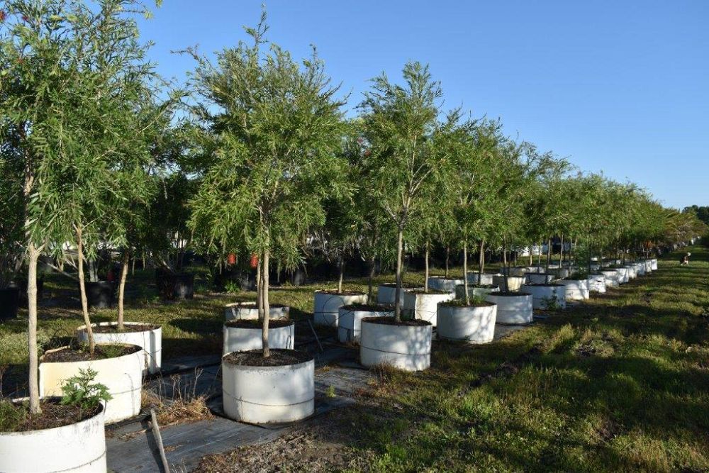 callistemon-viminalis-boyette-weeping-bottlebrush