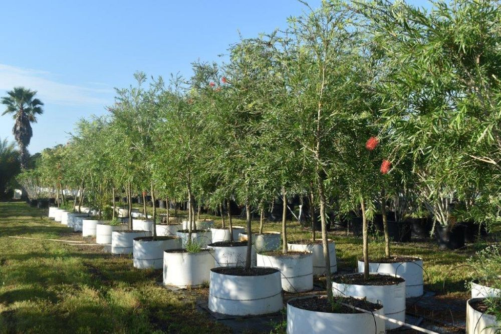callistemon-viminalis-boyette-weeping-bottlebrush