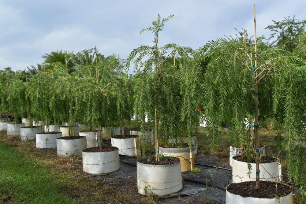 callistemon-viminalis-boyette-weeping-bottlebrush