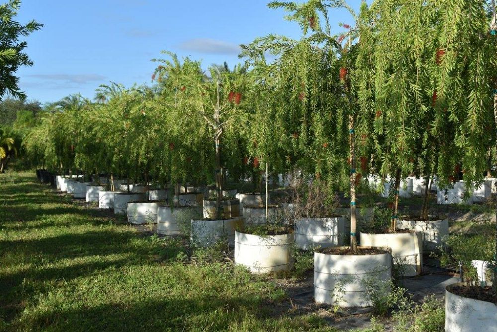 callistemon-viminalis-boyette-weeping-bottlebrush