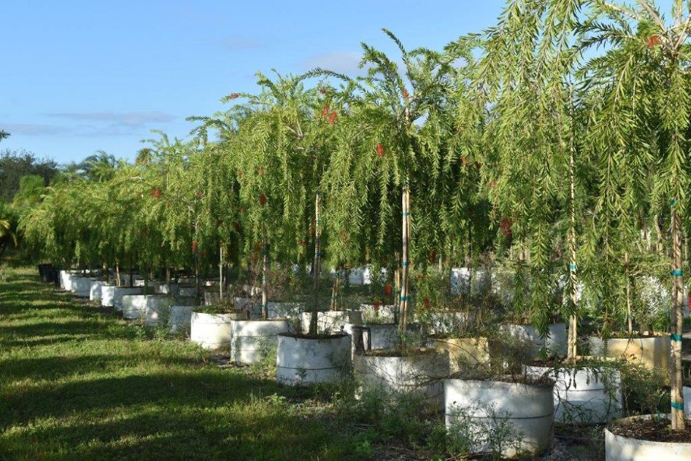 callistemon-viminalis-boyette-weeping-bottlebrush