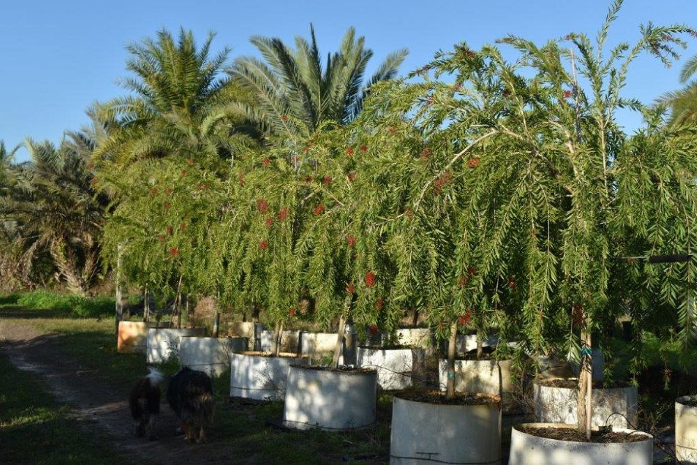 callistemon-viminalis-boyette-weeping-bottlebrush