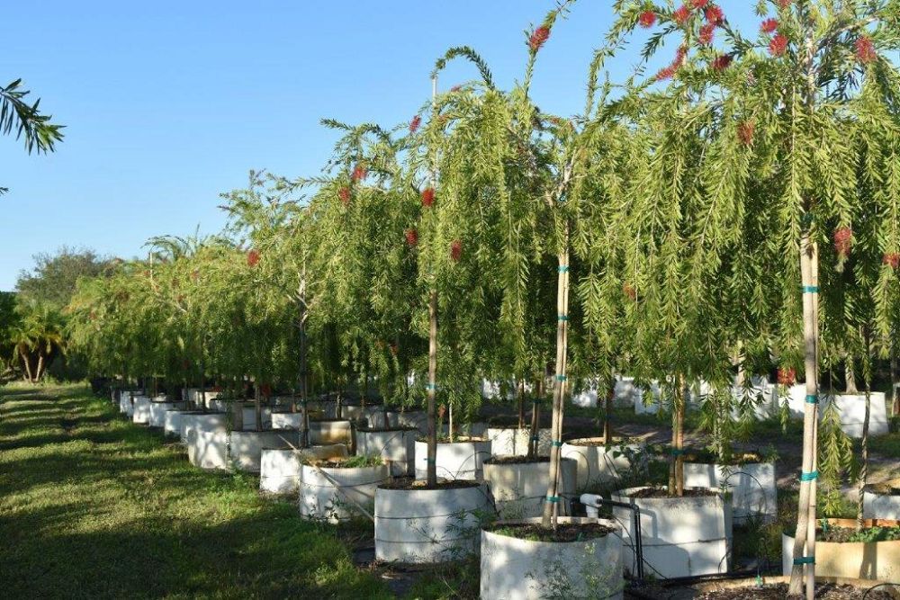 callistemon-viminalis-boyette-weeping-bottlebrush