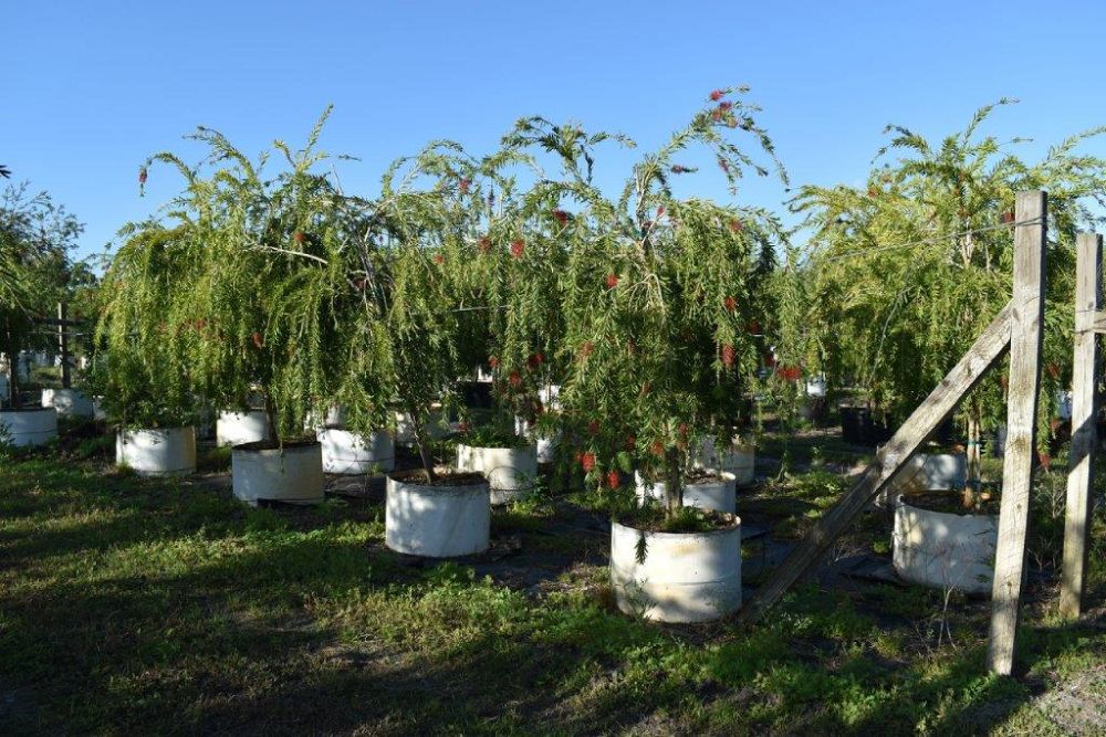 callistemon-viminalis-boyette-weeping-bottlebrush
