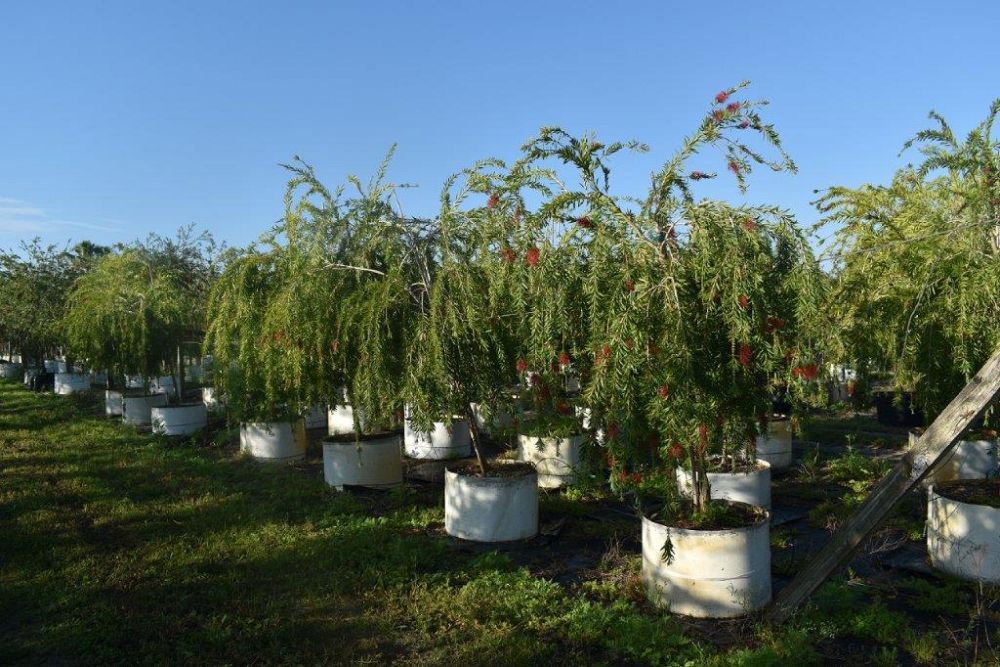 callistemon-viminalis-boyette-weeping-bottlebrush