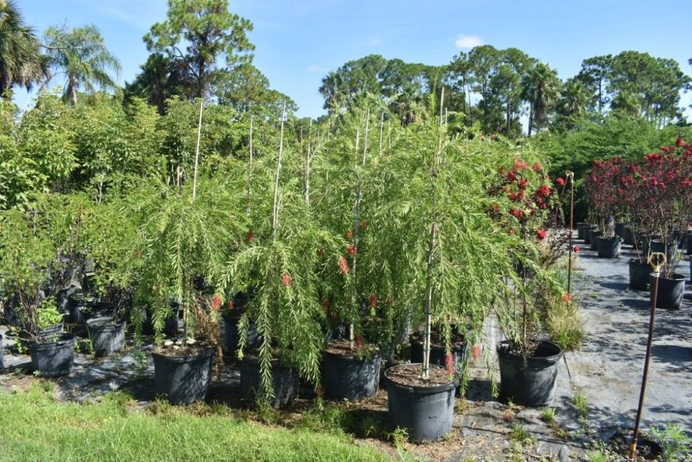callistemon-viminalis-boyette-weeping-bottlebrush