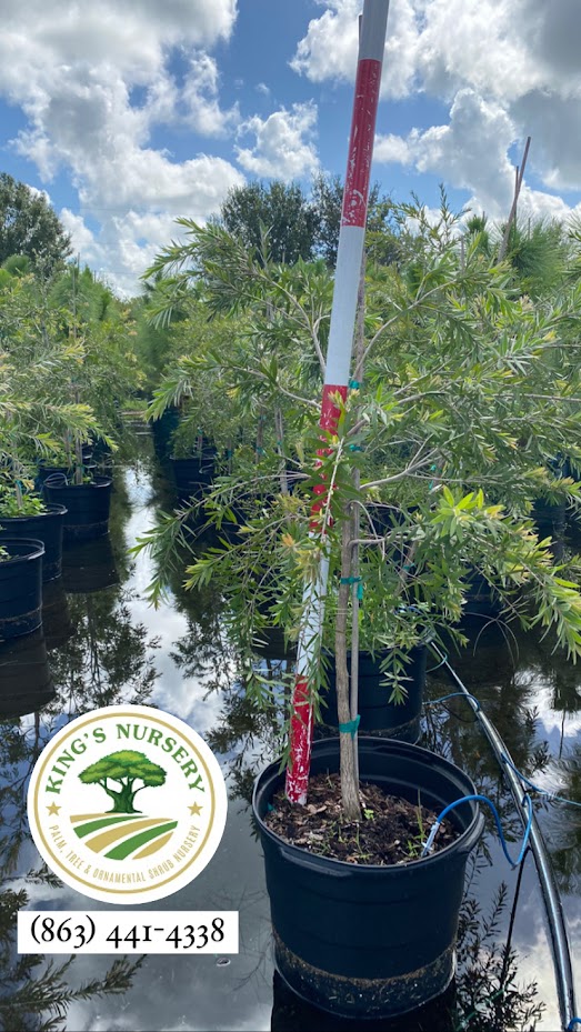 callistemon-viminalis-boyette-weeping-bottlebrush