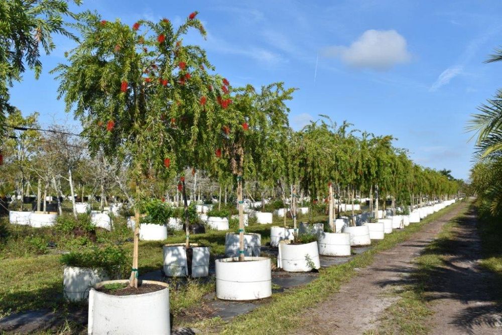 callistemon-viminalis-boyette-weeping-bottlebrush