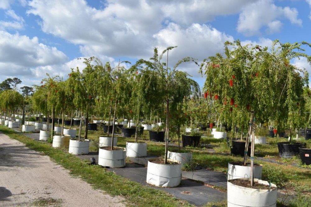 callistemon-viminalis-boyette-weeping-bottlebrush