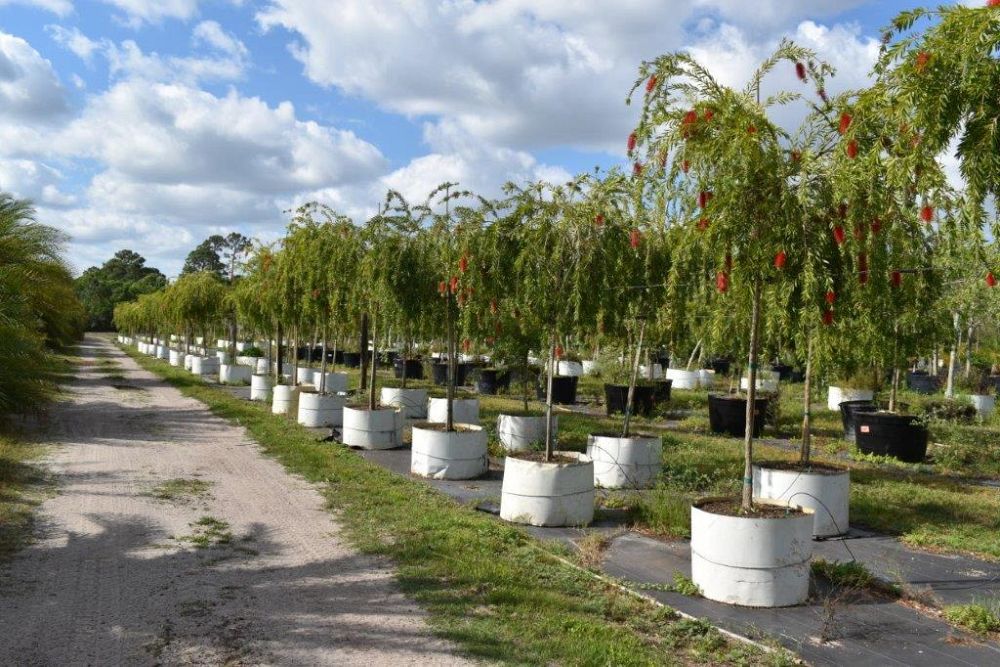 callistemon-viminalis-boyette-weeping-bottlebrush