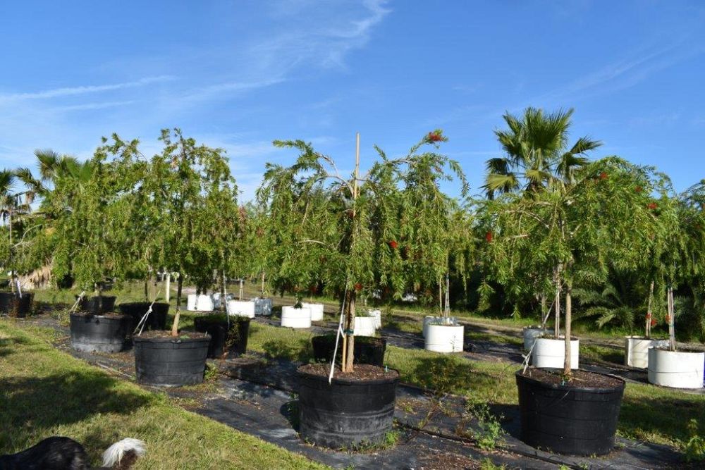 callistemon-viminalis-boyette-weeping-bottlebrush