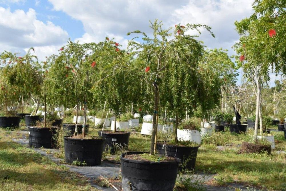callistemon-viminalis-boyette-weeping-bottlebrush