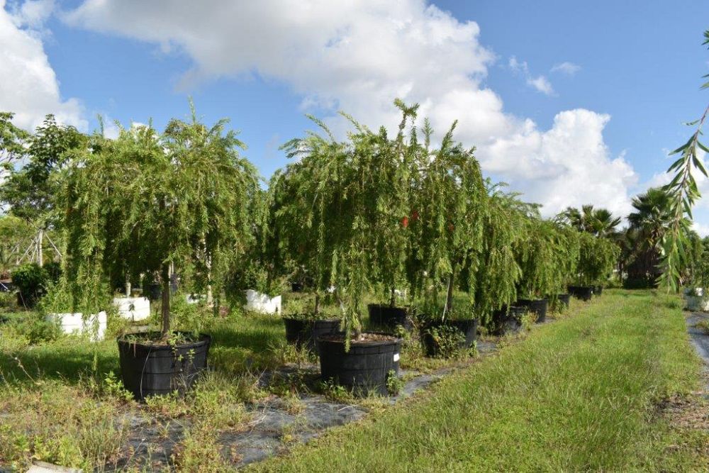 callistemon-viminalis-boyette-weeping-bottlebrush