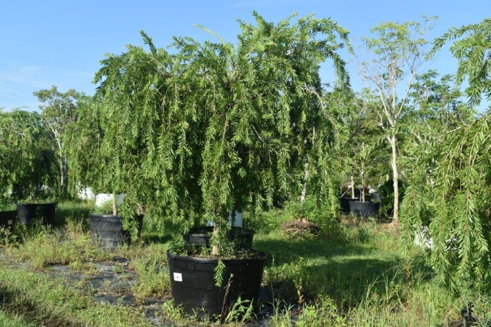 callistemon-viminalis-boyette-weeping-bottlebrush