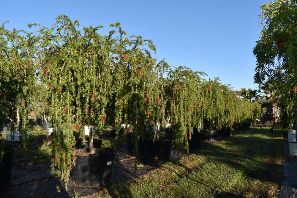 callistemon-viminalis-boyette-weeping-bottlebrush