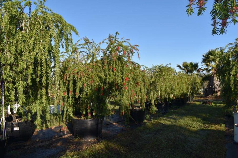 callistemon-viminalis-boyette-weeping-bottlebrush