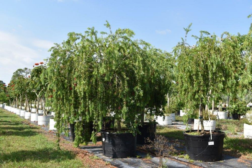 callistemon-viminalis-boyette-weeping-bottlebrush