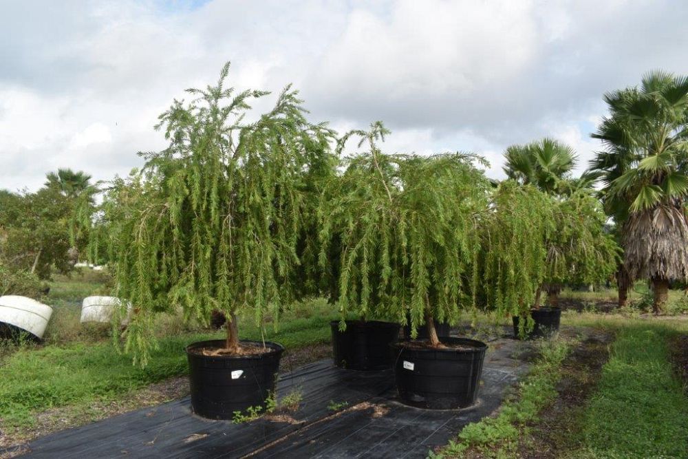 callistemon-viminalis-boyette-weeping-bottlebrush