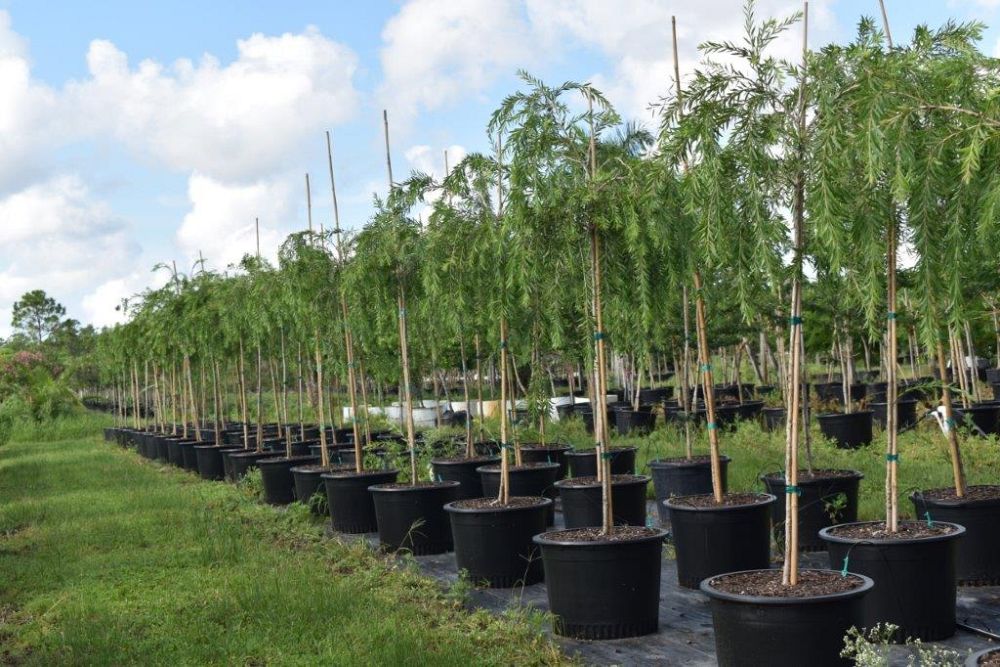 callistemon-viminalis-boyette-weeping-bottlebrush