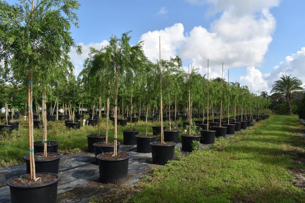 callistemon-viminalis-boyette-weeping-bottlebrush