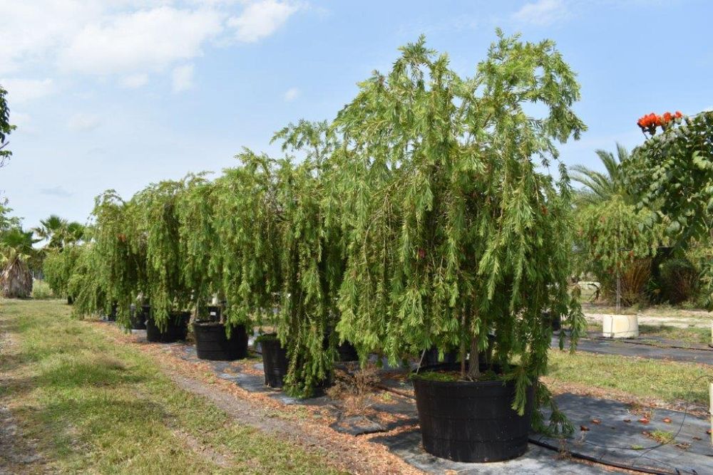 callistemon-viminalis-boyette-weeping-bottlebrush