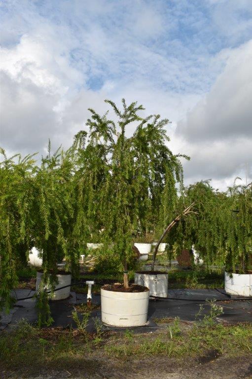 callistemon-viminalis-boyette-weeping-bottlebrush