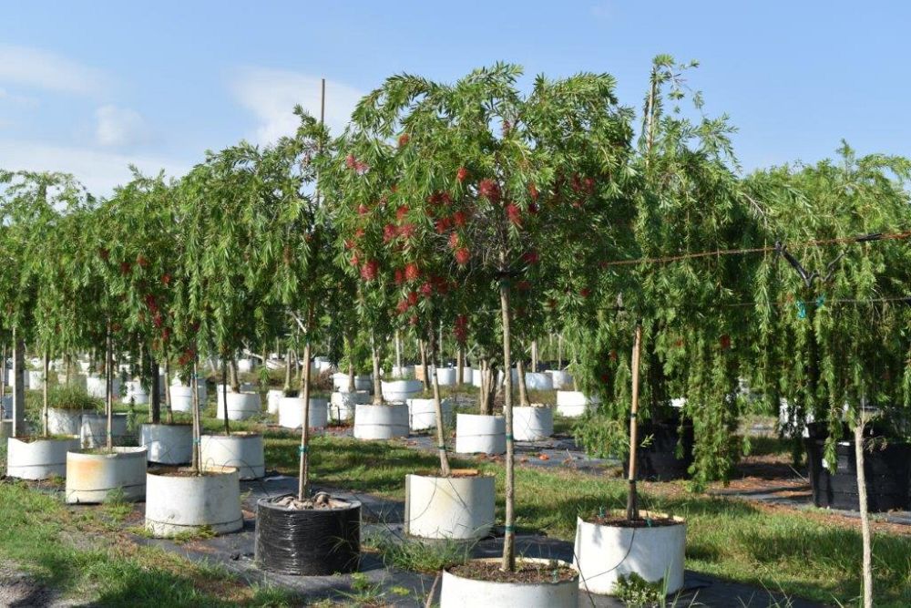 callistemon-viminalis-boyette-weeping-bottlebrush