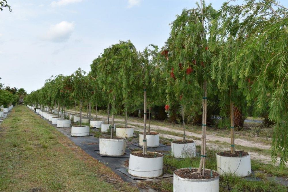 callistemon-viminalis-boyette-weeping-bottlebrush