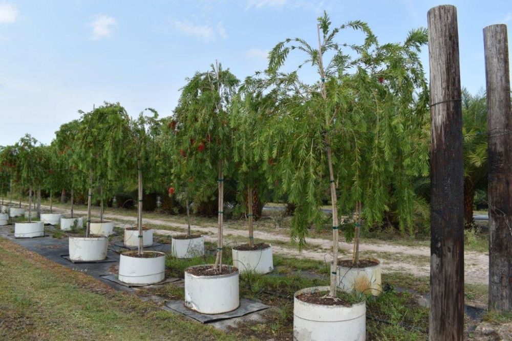 callistemon-viminalis-boyette-weeping-bottlebrush