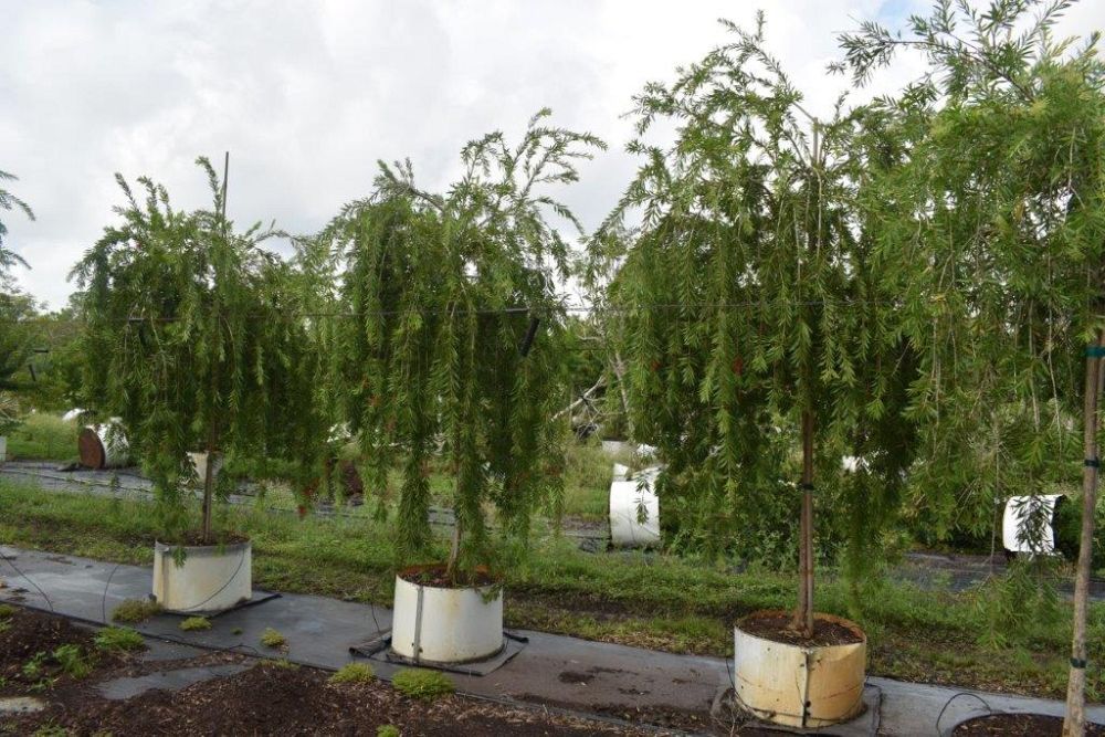 callistemon-viminalis-boyette-weeping-bottlebrush