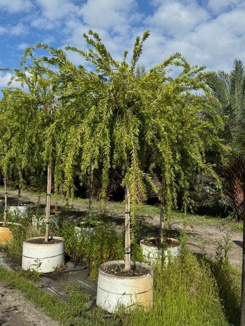 callistemon-viminalis-boyette-weeping-bottlebrush