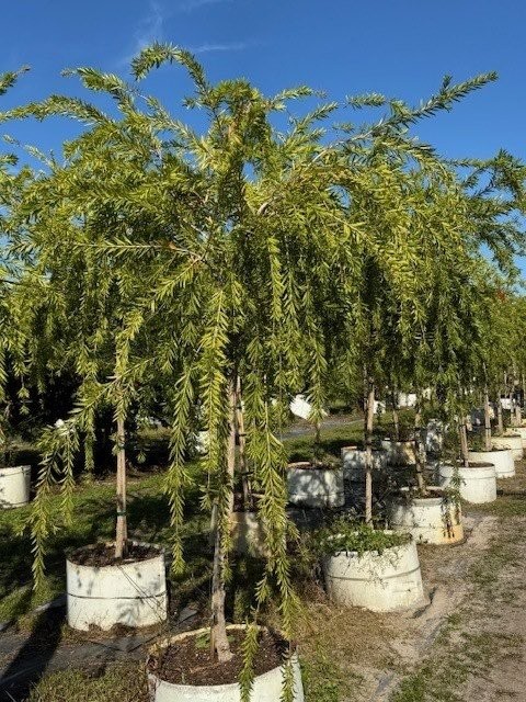 callistemon-viminalis-boyette-weeping-bottlebrush
