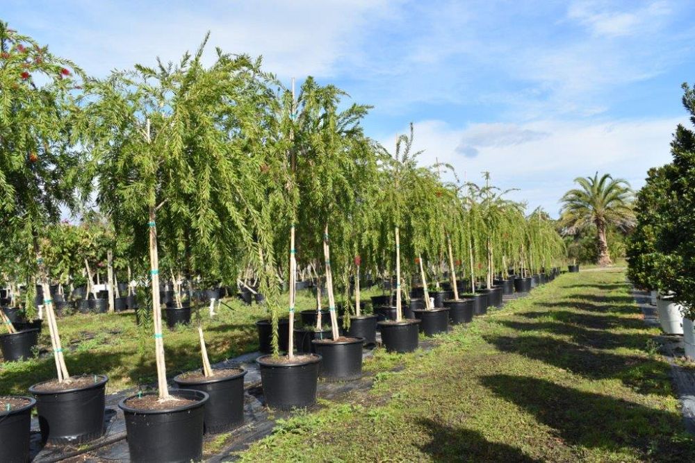 callistemon-viminalis-boyette-weeping-bottlebrush